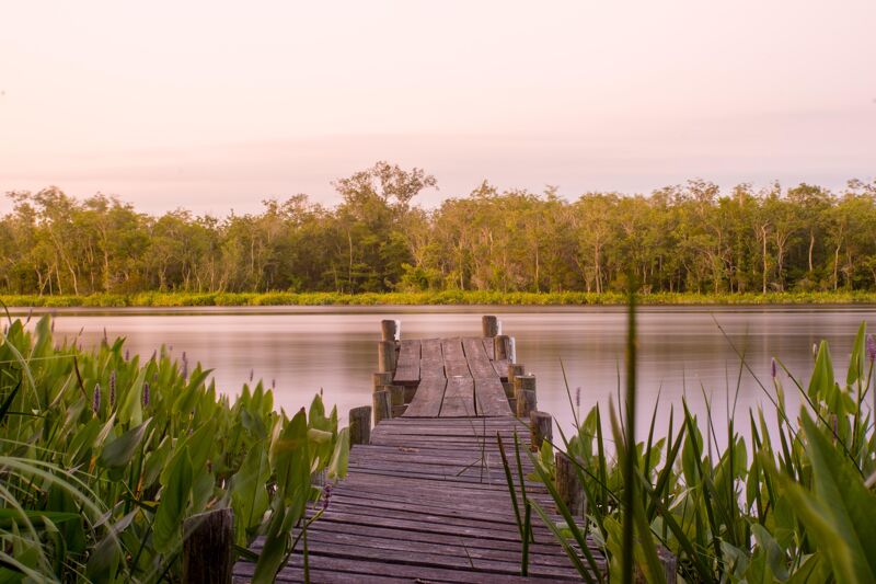 The image shows a wooden dock extending into a calm body of water, likely a lake or river. Lush green vegetation frames the foreground, adding depth to the scene. In the background, a dense line of trees creates a natural barrier between the water and the land. The sky is soft and muted, suggesting either sunrise or sunset, with gentle colors reflecting on the water's surface.
